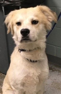 Newfoundland golden sales retriever mix puppies