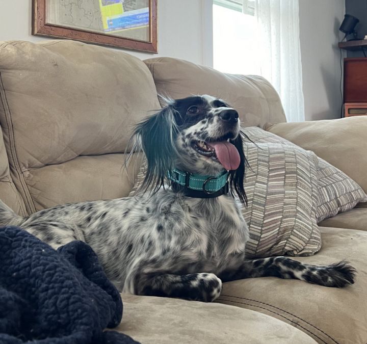 English setter hot sale rescue mn