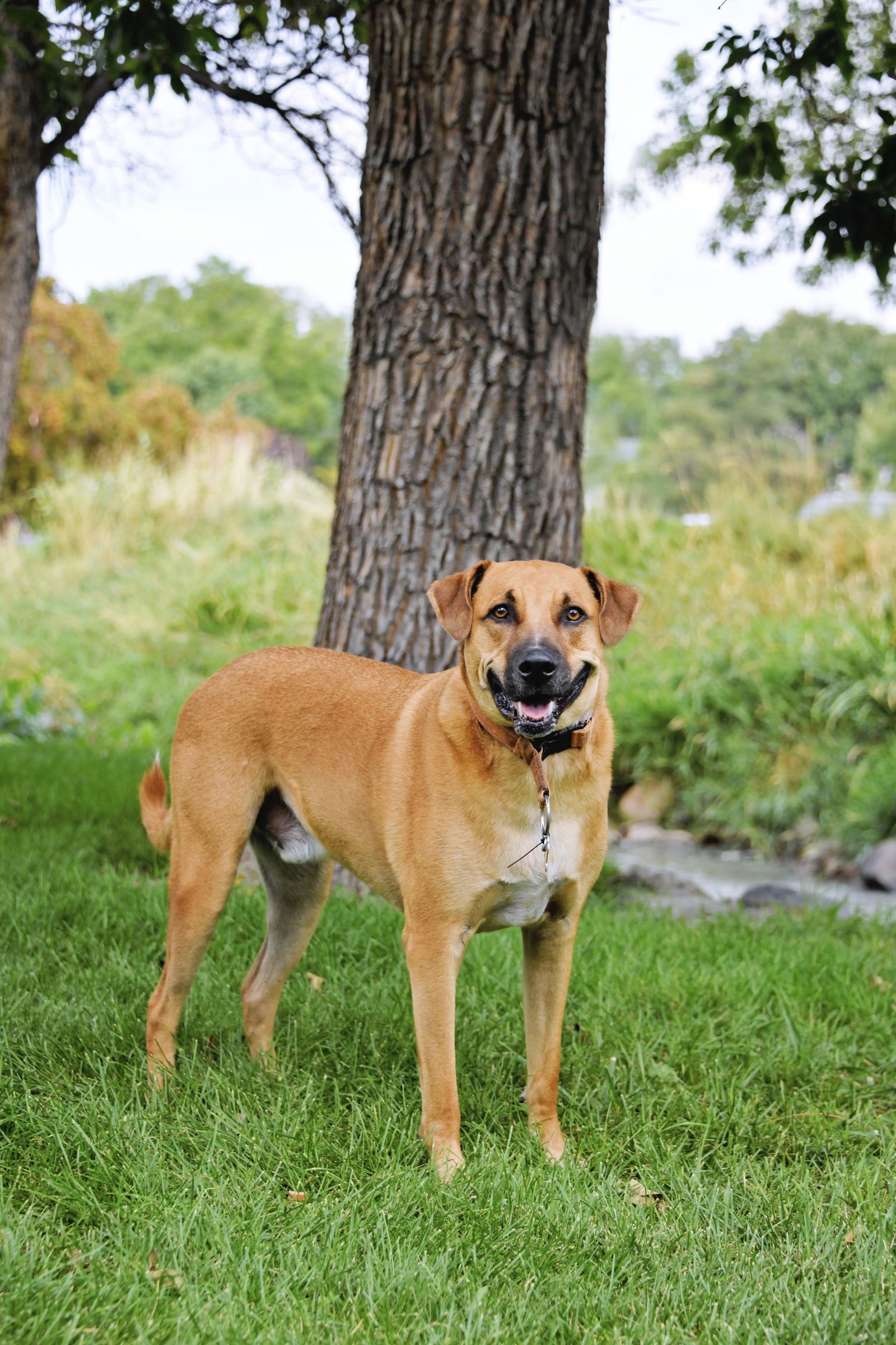 Alister, an adoptable Retriever in Salt Lake City, UT, 84171 | Photo Image 1