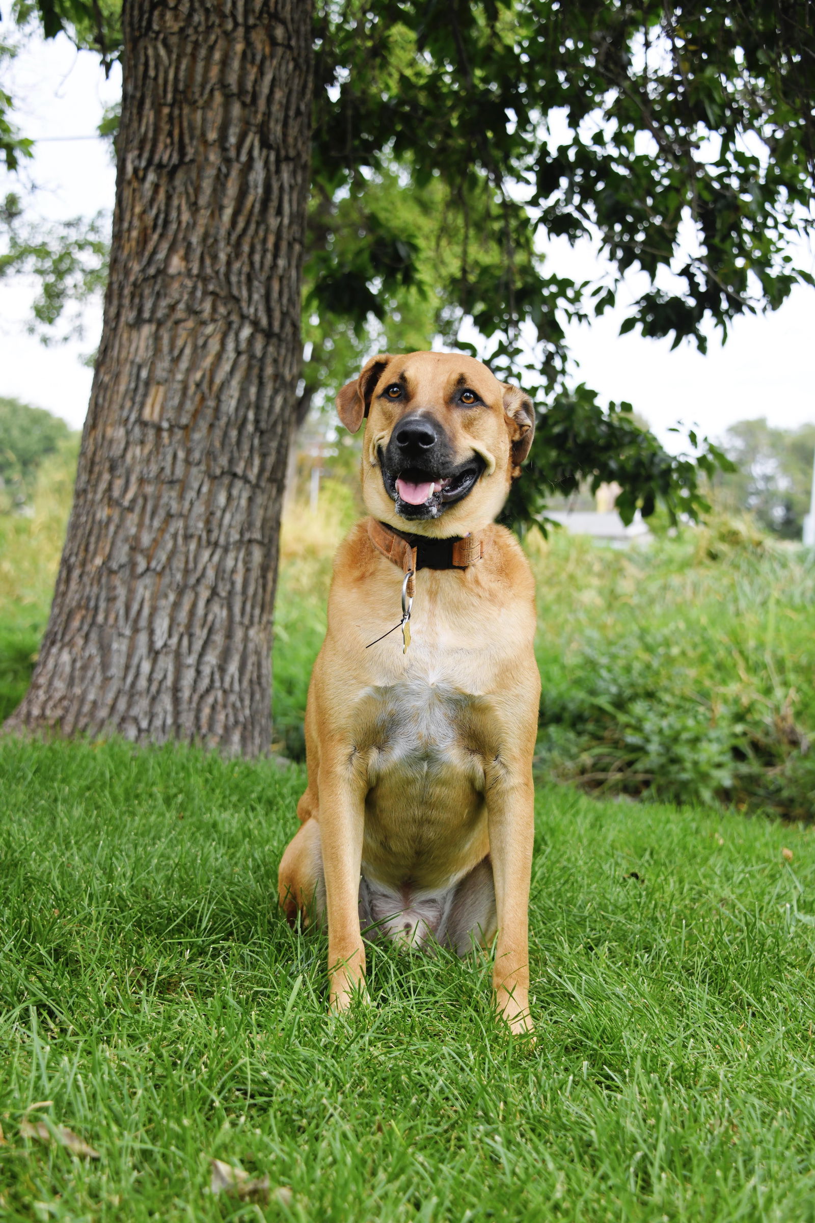 Alister, an adoptable Retriever in Salt Lake City, UT, 84171 | Photo Image 2