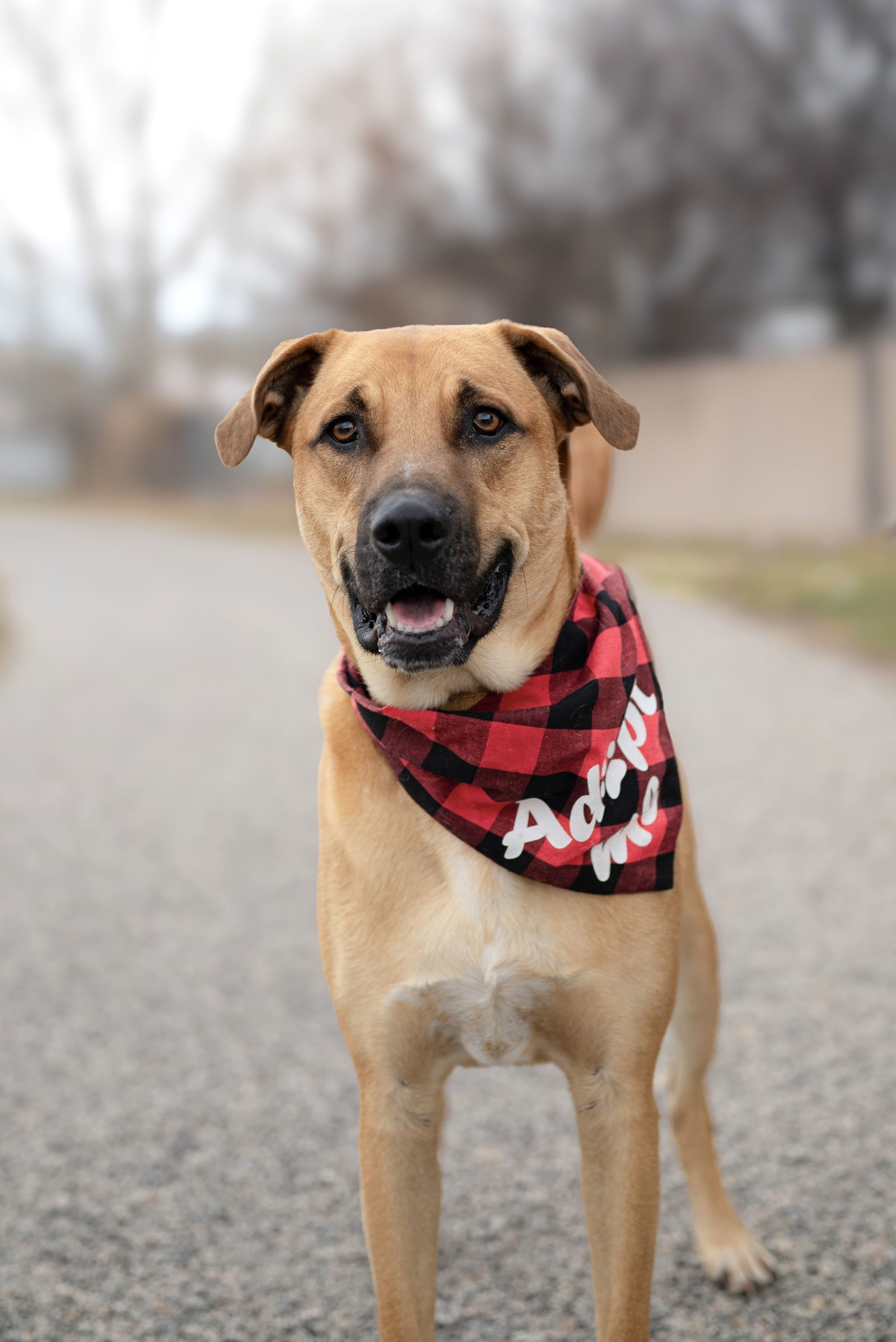 Alister, an adoptable Retriever in Salt Lake City, UT, 84171 | Photo Image 3