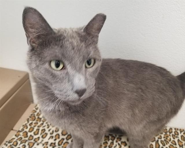 SLADE, an adoptable Domestic Short Hair in Albuquerque, NM, 87112 | Photo Image 1