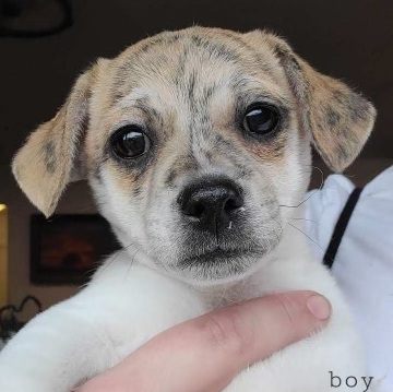 Petfinder jack russell store terrier