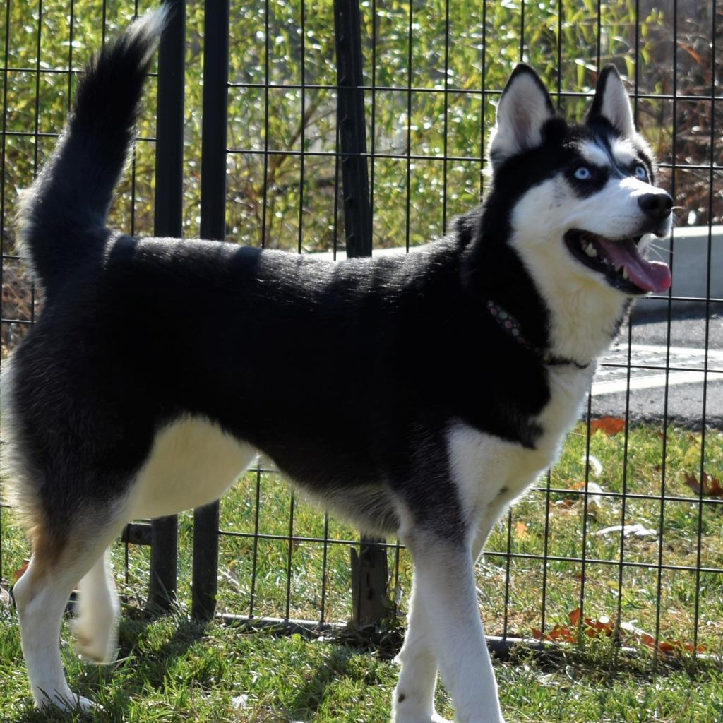 Koda