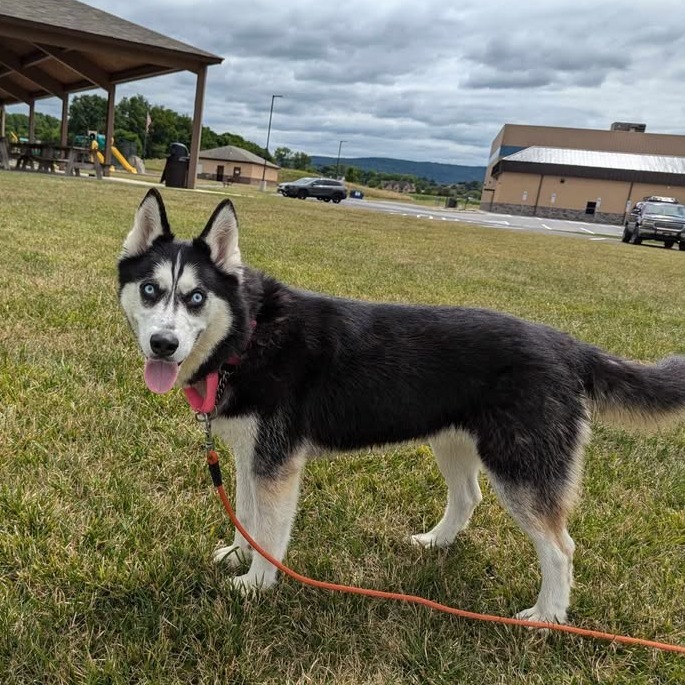 Koda