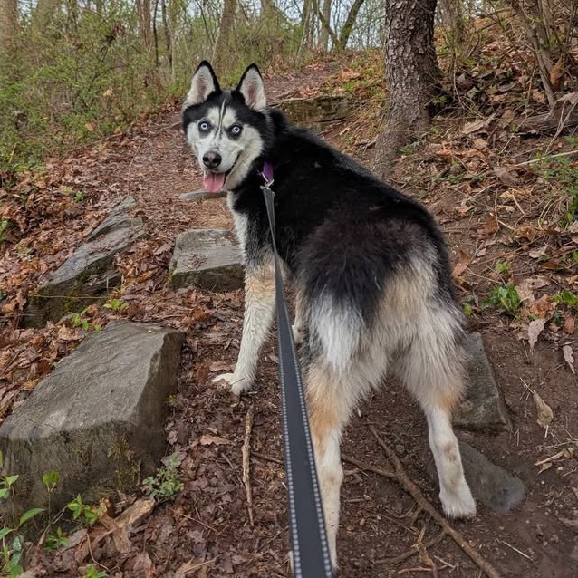 Koda