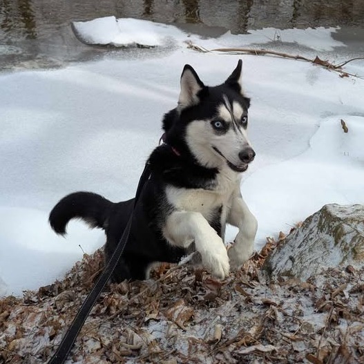 Koda