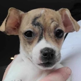 Petfinder jack hot sale russell terrier