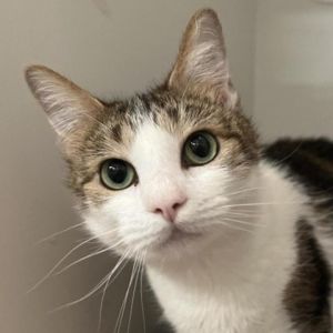 Say hello to Abby She is a sweet 3-year old brown and white tabby girl She has been spayed microc