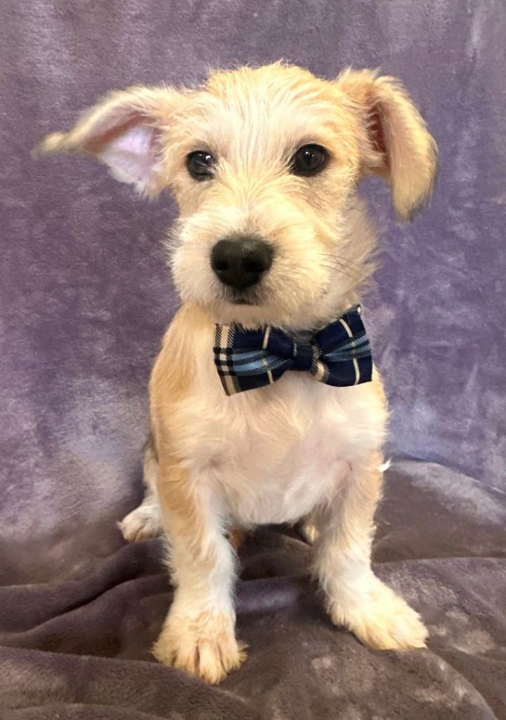 Schnauzer welsh hot sale terrier mix