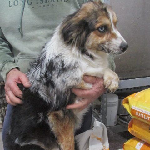 Petfinder mini hot sale australian shepherd