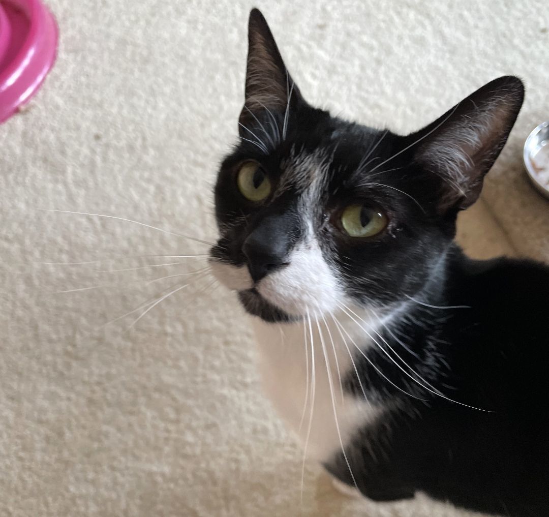 Jack, an adoptable Domestic Short Hair, Tuxedo in Springfield, OR, 97475 | Photo Image 1