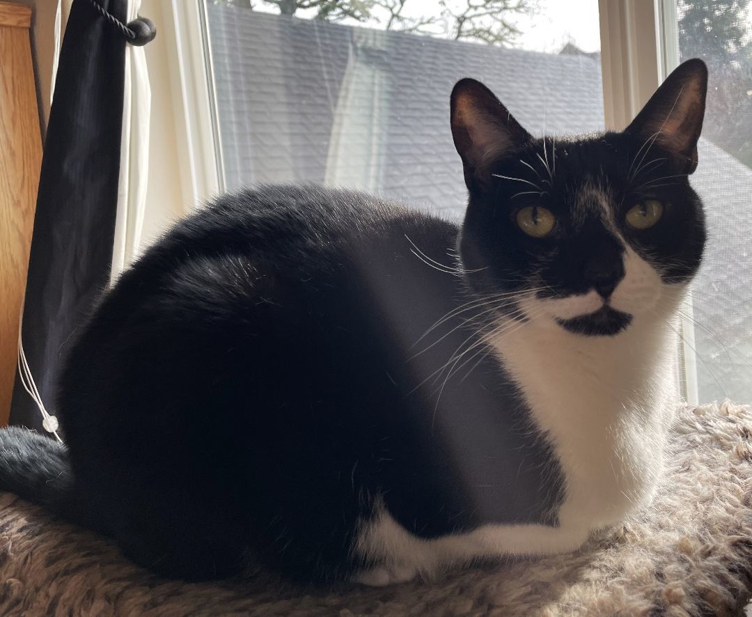 Jack, an adoptable Domestic Short Hair, Tuxedo in Springfield, OR, 97475 | Photo Image 2