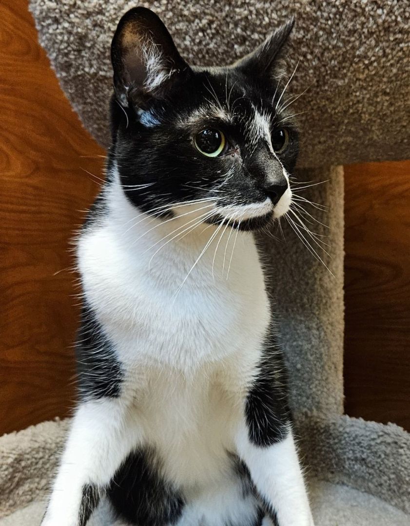 Jack, an adoptable Domestic Short Hair, Tuxedo in Springfield, OR, 97475 | Photo Image 3