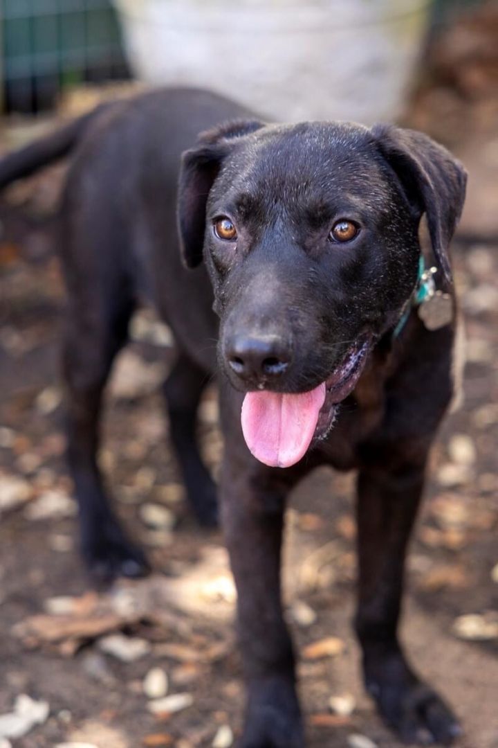 Miniature clearance lab mix