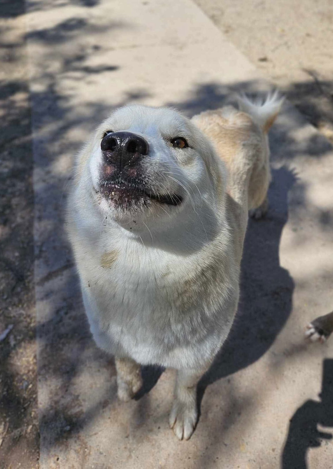 Roca, an adoptable Husky, Shepherd in El Centro, CA, 92243 | Photo Image 1