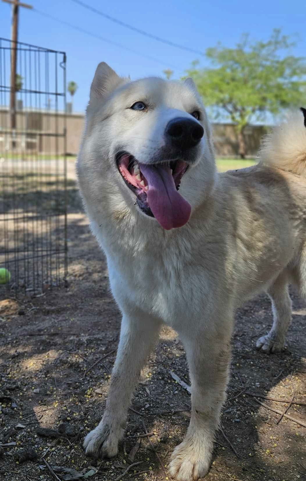 Roca, an adoptable Husky, Shepherd in El Centro, CA, 92243 | Photo Image 2
