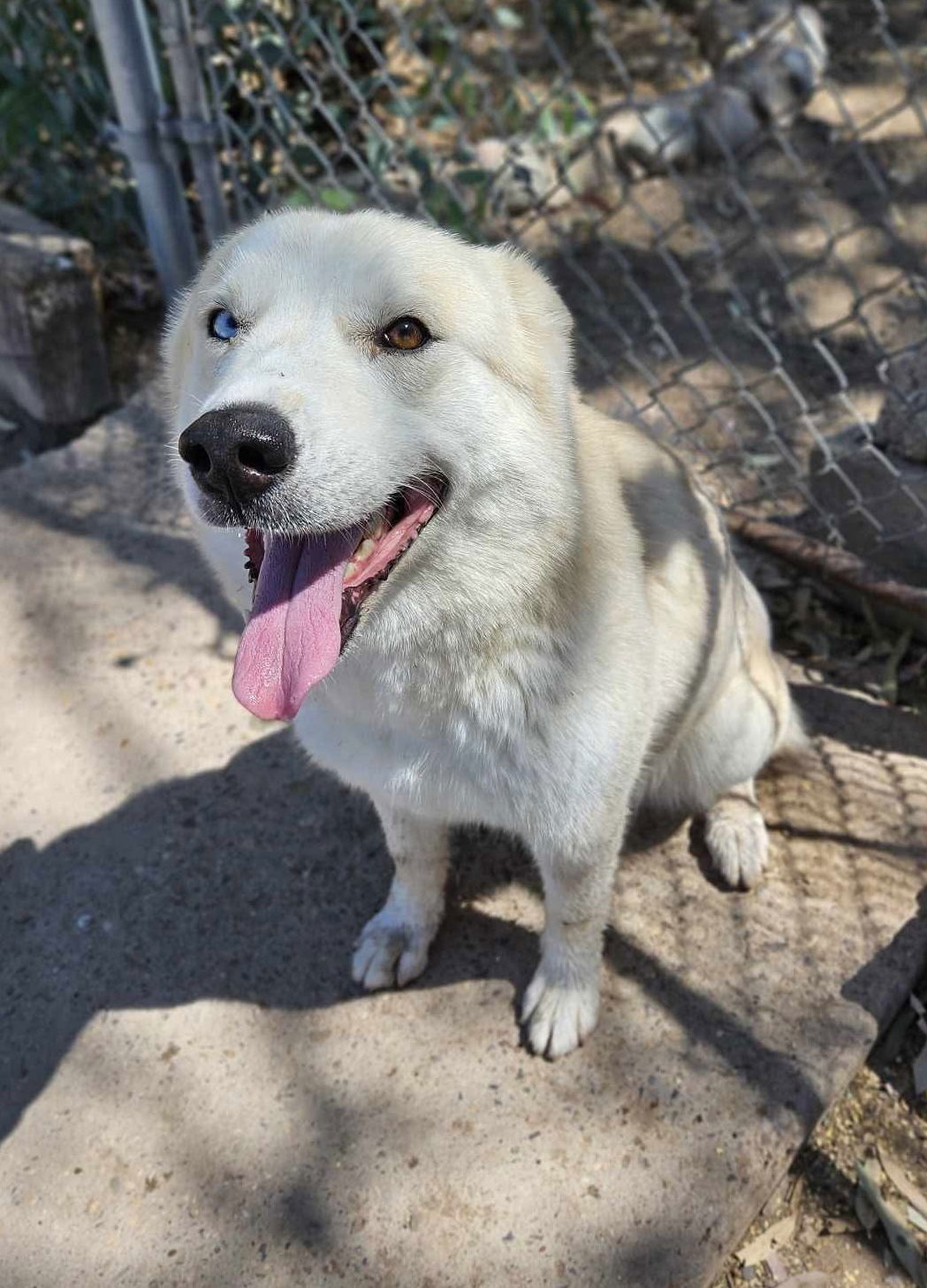 Roca, an adoptable Husky, Shepherd in El Centro, CA, 92243 | Photo Image 3