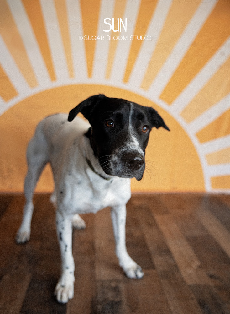 Sun, an adoptable Labrador Retriever in Littleton, CO, 80126 | Photo Image 1