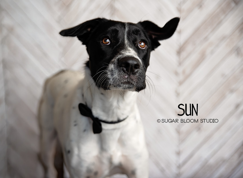 Sun, an adoptable Labrador Retriever in Littleton, CO, 80126 | Photo Image 1