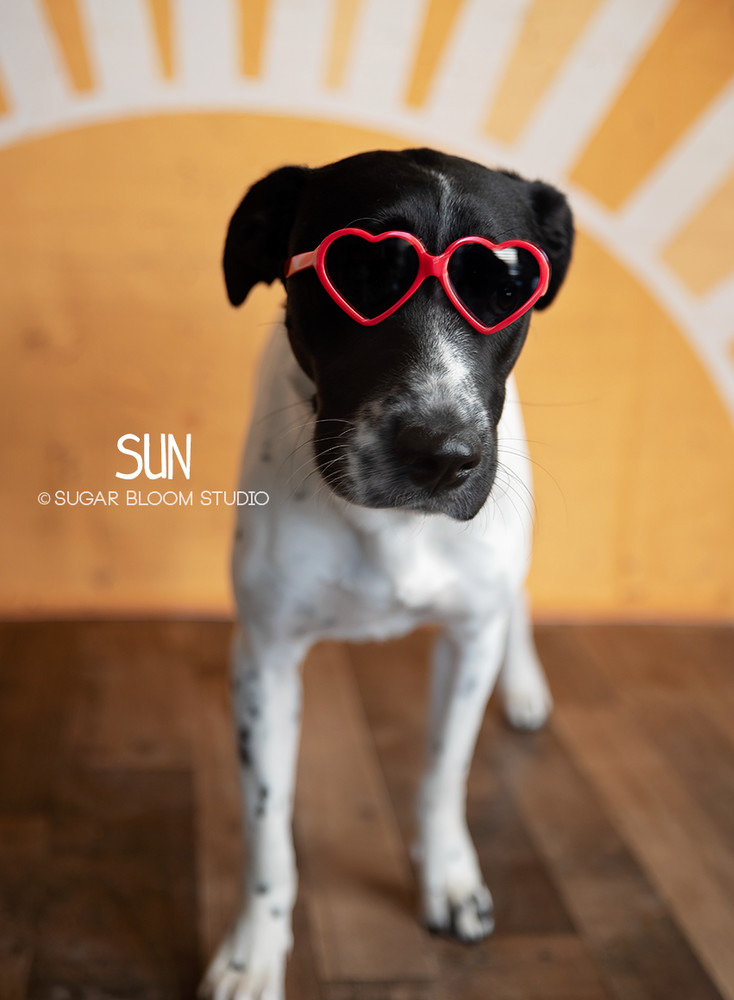 Sun, an adoptable Labrador Retriever in Littleton, CO, 80126 | Photo Image 2