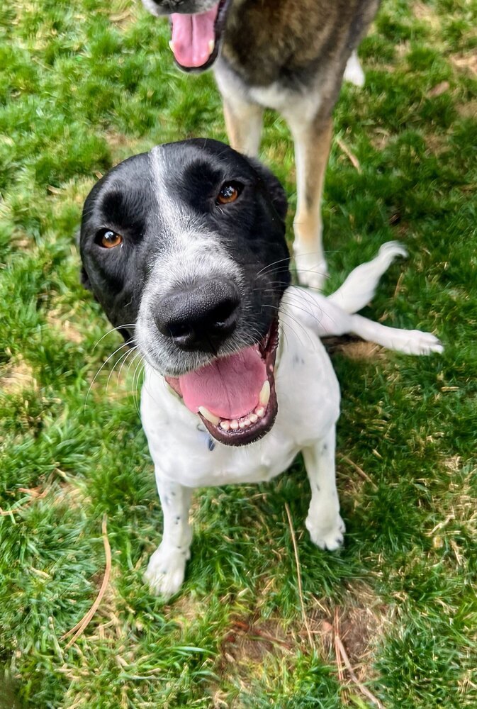 Sun, an adoptable Labrador Retriever in Littleton, CO, 80126 | Photo Image 2