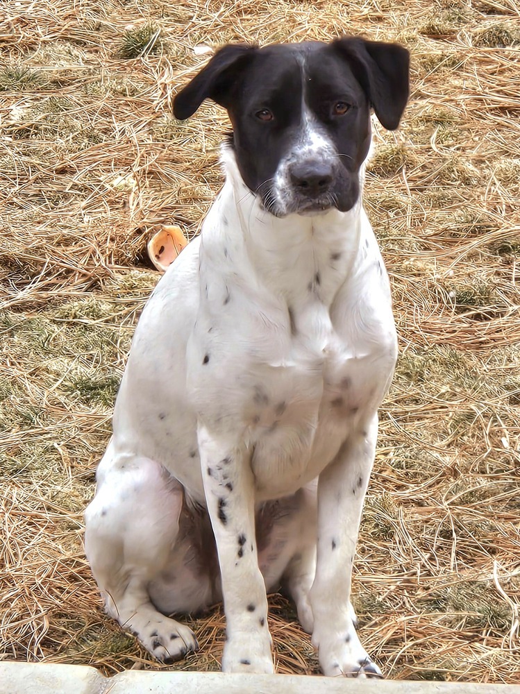Sun, an adoptable Labrador Retriever in Littleton, CO, 80126 | Photo Image 3