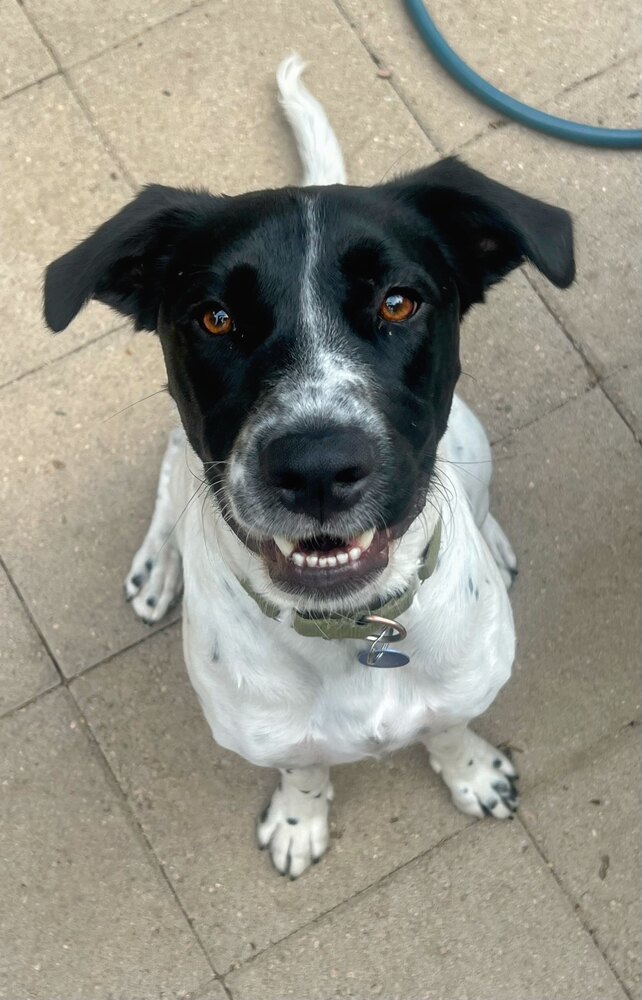 Sun, an adoptable Labrador Retriever in Littleton, CO, 80126 | Photo Image 3