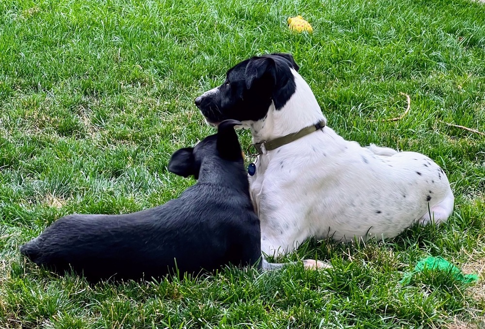 Sun, an adoptable Labrador Retriever in Littleton, CO, 80126 | Photo Image 4