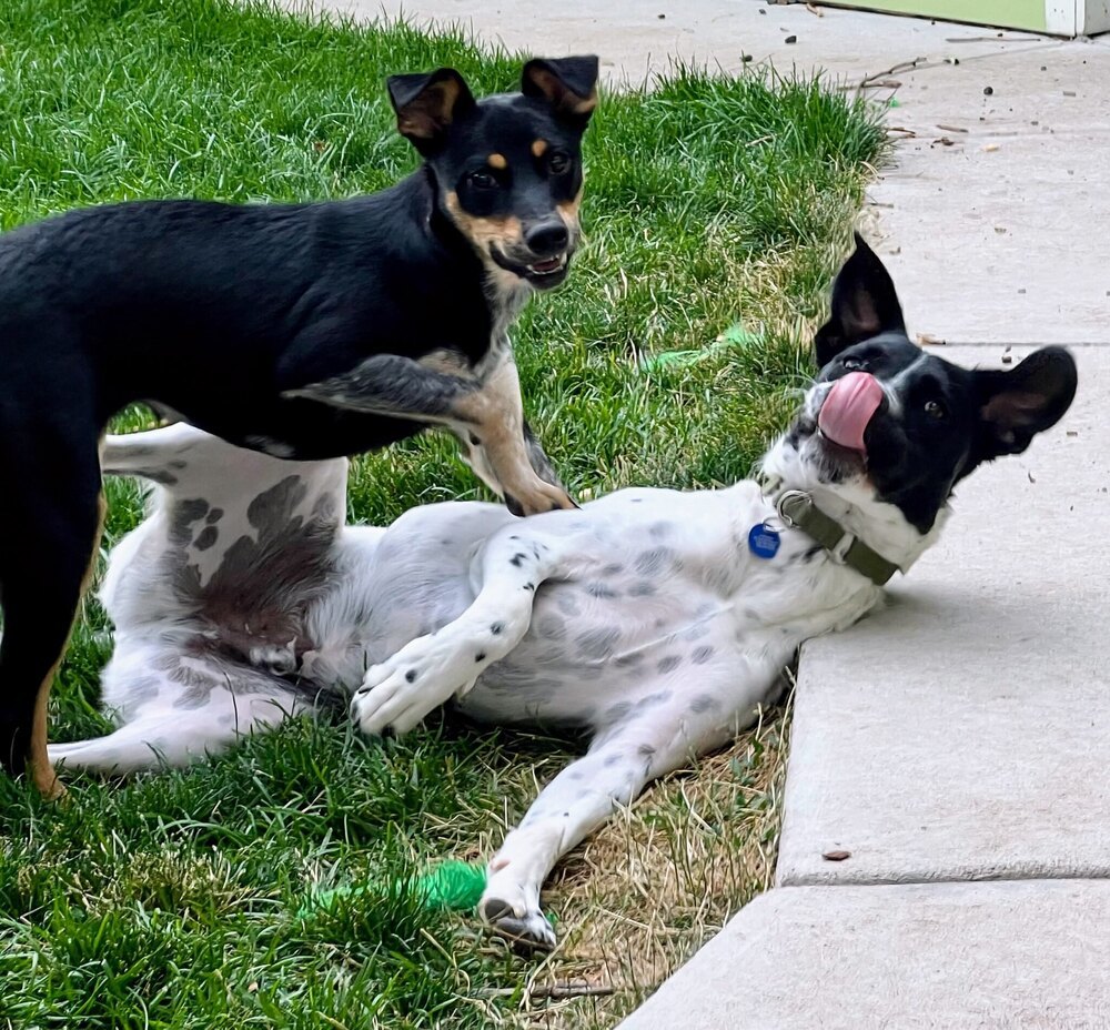 Sun, an adoptable Labrador Retriever in Littleton, CO, 80126 | Photo Image 5