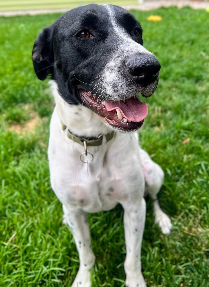 Sun, an adoptable Labrador Retriever in Littleton, CO, 80126 | Photo Image 6