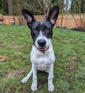 Lambert (OF KAER MORHEN) Terrier Dog