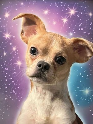 Dougie Howser Chihuahua Dog