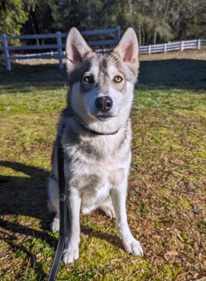 Balerion a spirited and jovial husky mix boasts the quintessential husky perso
