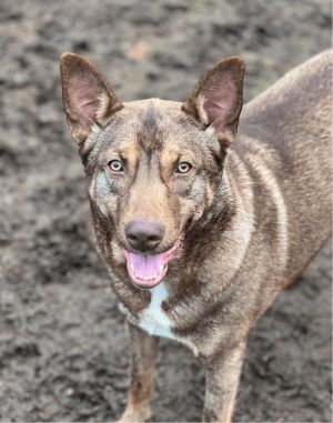 Meet Hob Galding Hob Gadling is a remarkable rescue shepherd mix whos named a