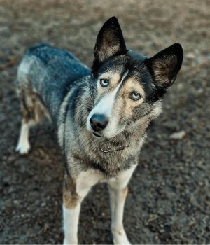 Meet Eva Greene Eva is a stunning and gentle husky mix with a heart full of sweetness Shes an adul