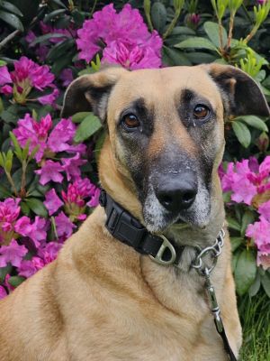 Meet Lady Bunny Lady Bunny is a charming Shepherd mix with a sweet and affectio