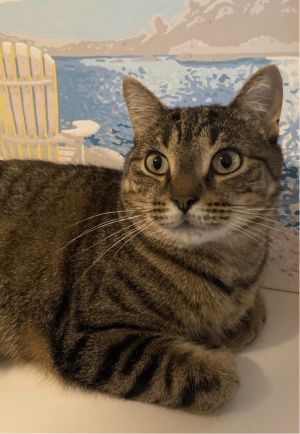 New Orleans is a sweet and affectionate young cat She loves to play and is a ch