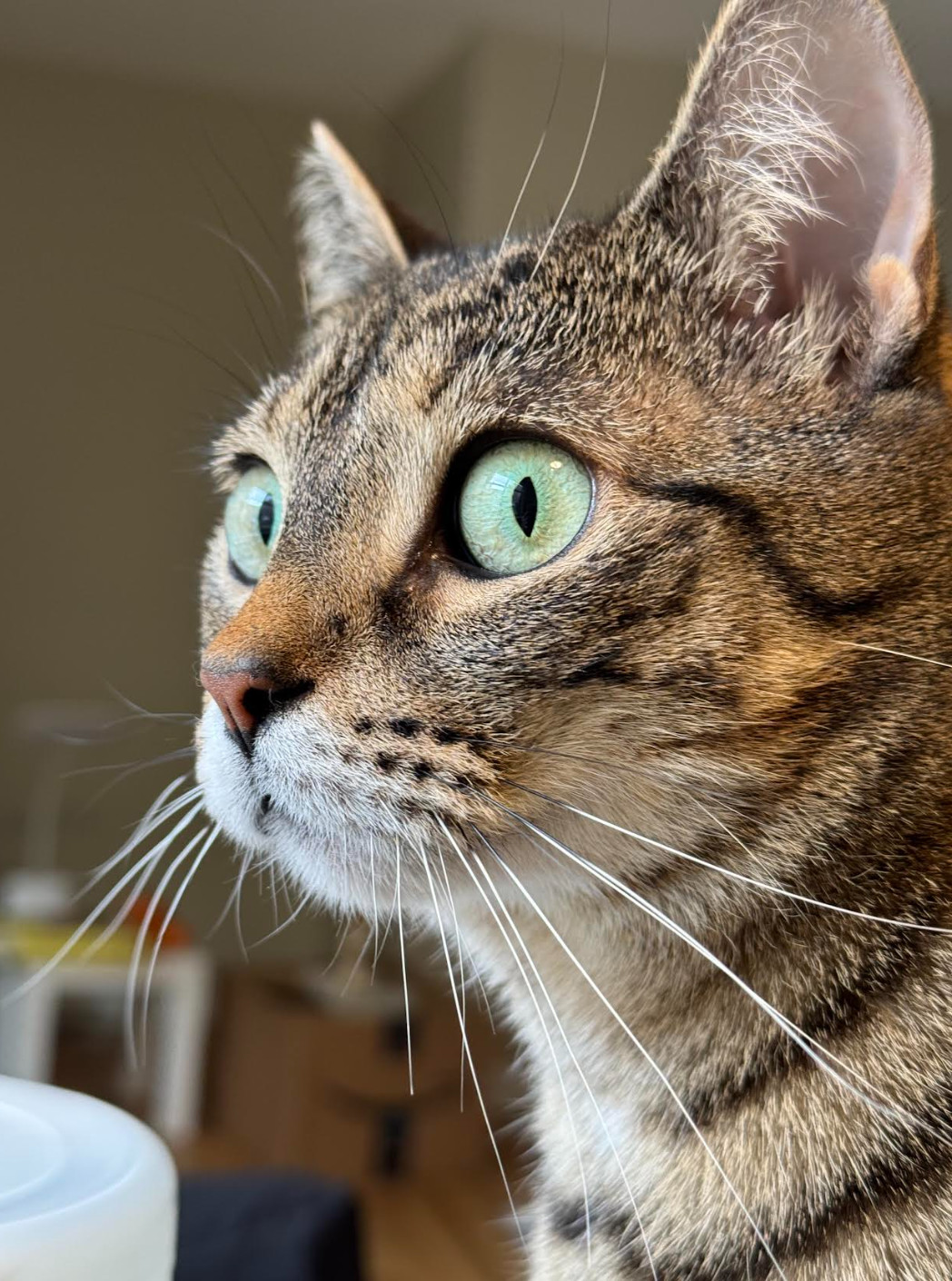 New Orleans, an adoptable Domestic Short Hair in Redmond, WA, 98052 | Photo Image 1
