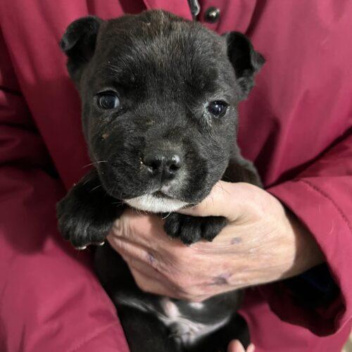Carter Burke, an adoptable Pit Bull Terrier in Redmond, WA, 98052 | Photo Image 2