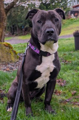 Meet Carter Burke Carter Burke is a spirited and affectionate 2-year-old Pitbull with a zest for li