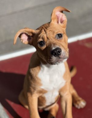 Ellen Ripley Pit Bull Terrier Dog