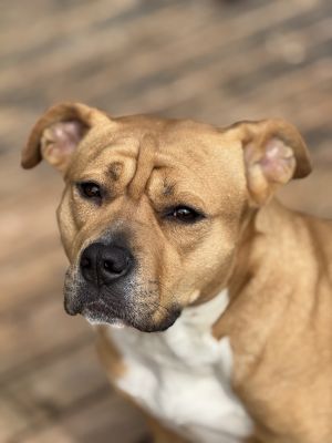 Meet Ellen RipleyNEEDS ANOTHER DOG IN THE HOME Ellen Ripley is a courageous and loving 2-year-old P