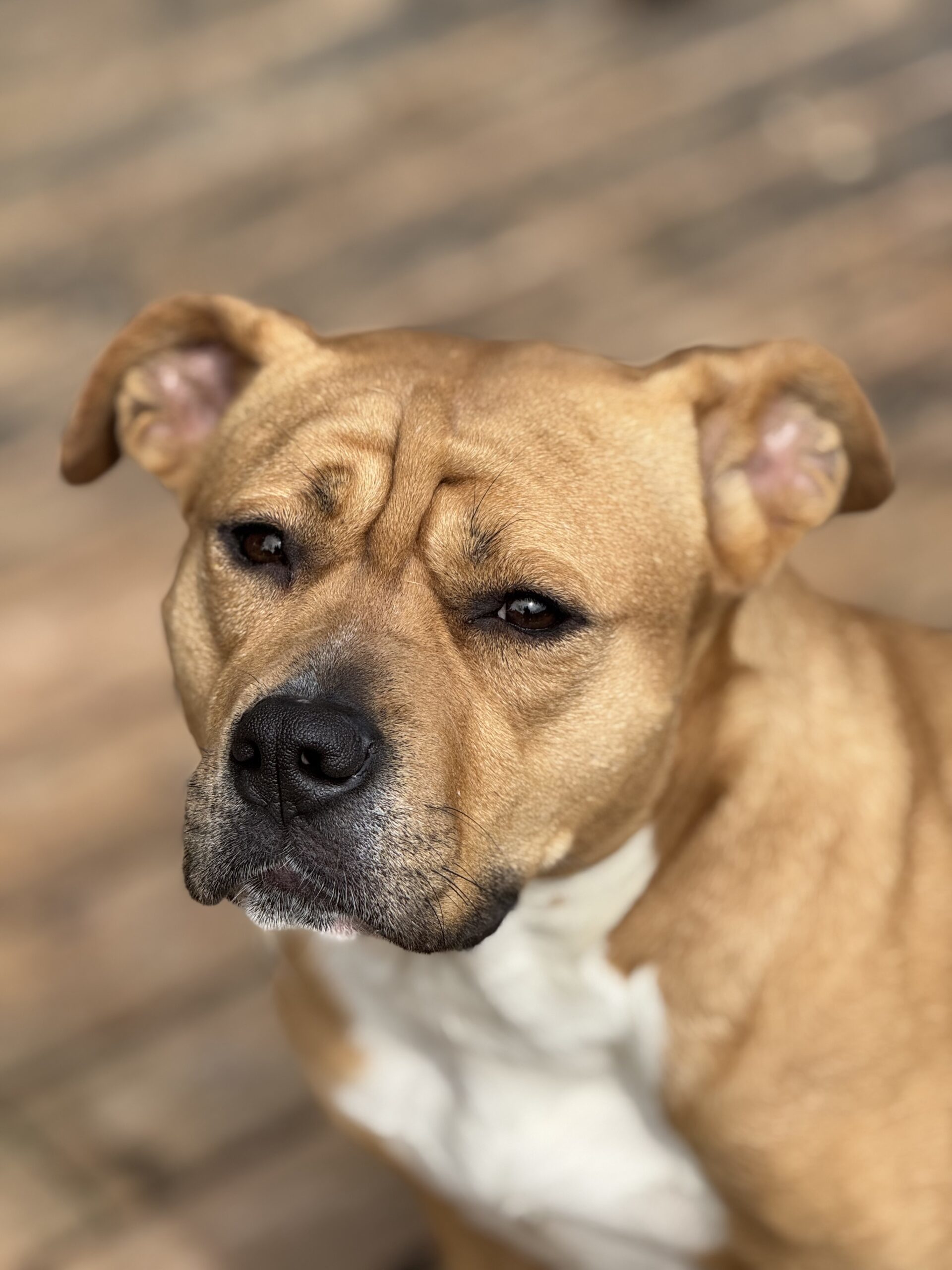 Ellen Ripley, an adoptable Pit Bull Terrier in Redmond, WA, 98052 | Photo Image 1
