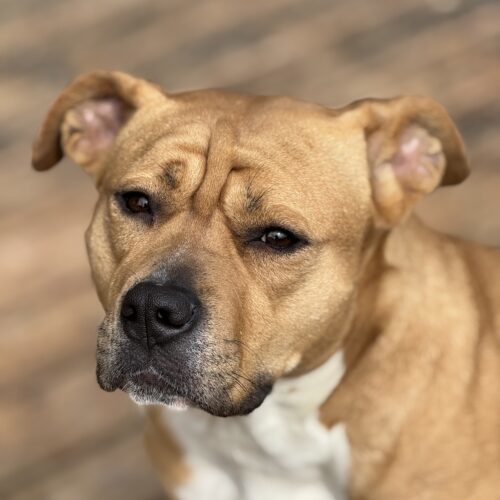 Ellen Ripley, an adoptable Pit Bull Terrier in Redmond, WA, 98052 | Photo Image 5