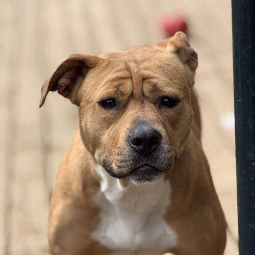 Ellen Ripley, an adoptable Pit Bull Terrier in Redmond, WA, 98052 | Photo Image 6