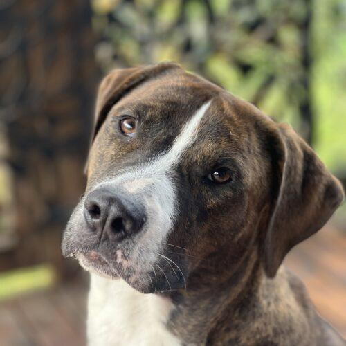 Emmett Richmond, an adoptable Pit Bull Terrier, Hound in Redmond, WA, 98052 | Photo Image 2