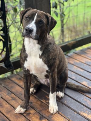Meet Emmett Richmond Emmett Richmond is a dashing and affectionate 2-year-old Pit Bull mix with a h