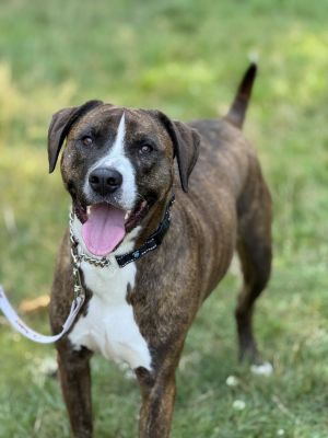 Emmett Richmond Pit Bull Terrier Dog