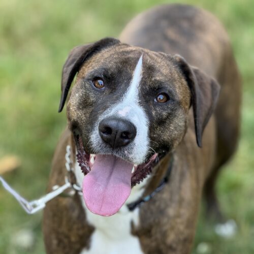 Emmett Richmond, an adoptable Pit Bull Terrier, Hound in Redmond, WA, 98052 | Photo Image 6